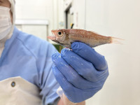 魚